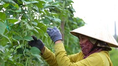 Làng rau, vựa hoa nơi “rốn lũ” tất bật vào vụ Tết