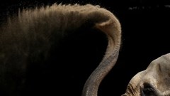 Vì sao vòi voi có hàng nghìn sợi râu? Câu trả lời từ nghiên cứu mới