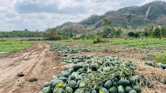 Lại điệp khúc “được mùa mất giá”?