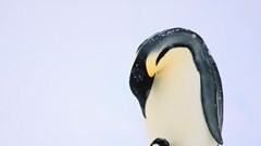 Chim cánh cụt hoàng đế đối mặt nguy cơ tuyệt chủng