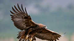 Đại bàng vàng có thể được tái thả tại Anh sau hơn 150 năm