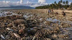 Động đất ở Philippines làm đáy biển nâng lên 2m, san hô chết hàng loạt