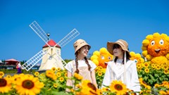 Lạc bước giữa “biển vàng” rực rỡ tại Lễ hội Hoa Mặt trời trên đỉnh Bà Nà