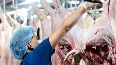 Giá heo hơi hôm nay 16.10: Miền Bắc và miền Nam giảm nhẹ, miền Trung giữ ổn định