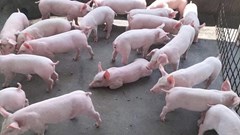 Giá heo hơi hôm nay 17.10: Thị trường trầm lắng, giá đi ngang trên cả nước