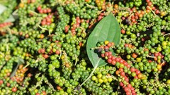 Giá tiêu hôm nay 23.10: Trong nước đứng giá, thế giới lặng sóng