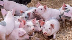 Giá heo hơi hôm nay 23.10: Heo hơi nhích giá, thị trường dần ấm trở lại