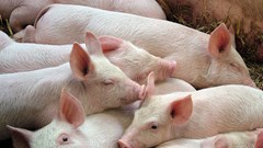 Giá heo hơi hôm nay 26.10: Trầm lắng phiên cuối tuần, giá đi ngang trên cả ba miền