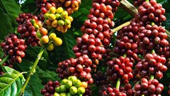 Giá cà phê hôm nay 27.10: Ổn định đầu tuần, dao động quanh 116.500 đồng/kg