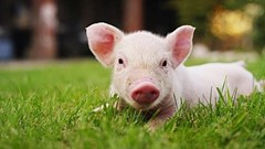 Giá heo hơi hôm nay 30.10: Miền Trung giảm nhẹ, hai miền còn lại ổn định