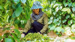 Giá tiêu hôm nay 5.11: Thị trường nội địa bất ngờ quay đầu giảm