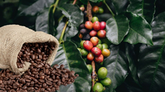 Giá cà phê hôm nay 13.11: Tiếp tục giảm nhẹ ở nhiều vùng trọng điểm