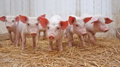 Giá heo hơi hôm nay 15.11: Thị trường đi ngang trên cả nước