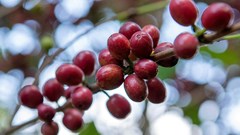 Giá cà phê hôm nay 16.11: Tiếp tục giảm sâu, xuống mức thấp nhất trong tuần