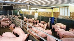Giá heo hơi hôm nay 16.11: Tạm chững phiên cuối tuần, thị trường ổn định trên diện rộng