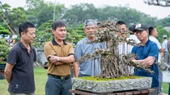Triển lãm Nghệ thuật Bonsai 2026: Dấu ấn quy mô và tầm nhìn trong hành trình tôn vinh sinh vật cảnh Việt Nam