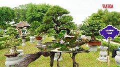 Hàng nghìn tác phẩm phong lan, cây kiểng ba miền hội tụ tại Đại Nội Huế