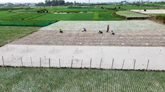 Nghề trồng hành tỏi ở đảo Lý Sơn