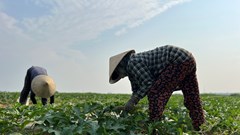 “Du mục” trồng dưa