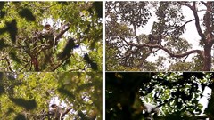 Xã hội hóa công tác quản lý, bảo vệ rừng và bảo tồn đa dạng sinh học