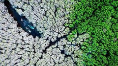 Phát triển du lịch sinh thái dưới tán rừng ngập mặn