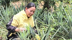 Đồng bào Cadong phát triển kinh tế từ trồng cây dứa 