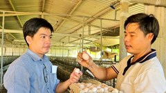 Thành công từ mô hình nuôi gà ác đẻ trứng