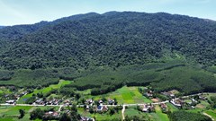 Giữ rừng dầu rái mãi xanh