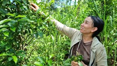 Gương đảng viên phụ nữ dân tộc Hrê vươn lên thoát nghèo ở huyện Minh Long