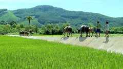 Minh Long: Phát triển kinh tế gắn với gìn giữ bản sắc văn hóa