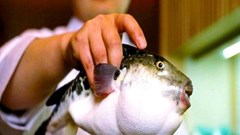 Hai vợ chồng cấp cứu nghi do ăn cá nóc