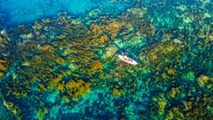 Bảo tồn rong mơ và hệ sinh thái biển ven bờ gắn với sinh kế bền vững