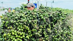 Giá cau tăng kỷ lục, chạm mốc hơn 80 nghìn đồng/kg