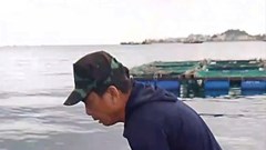 Lý Sơn thả rùa biển quý hiếm về với môi trường tự nhiên