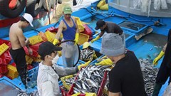 Ngư dân Quảng Ngãi hối hả đưa thuyền vào bờ tránh bão số 6