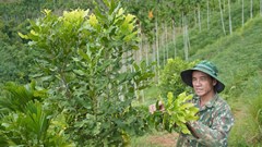 Phát triển các mô hình nông nghiệp hiệu quả ở miền núi Quảng Ngãi