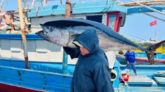 Quảng Ngãi rà soát, nỗ lực xóa bỏ tàu cá “3 không“