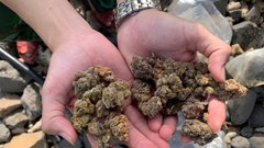 Phát hiện loại thảo mộc nghi chất ma túy trên bờ biển Quảng Ngãi