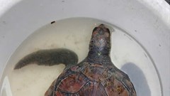 Quảng Ngãi tiếp nhận và thả động vật biển quý hiếm về môi trường tự nhiên