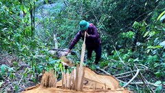 Ngăn chặn tình trạng lợi dụng chủ trương xóa nhà tạm, nhà dột nát để xâm hại rừng