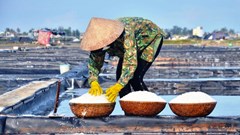 Nghề làm Muối Sa Huỳnh được công nhận di sản văn hóa phi vật thể quốc gia