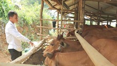 Trưởng thôn người Cor gương mẫu làm theo Bác