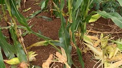 Xuất hiện đàn khỉ phá hoại hoa màu người dân ở Quảng Ngãi