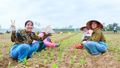 Kỳ vọng vụ rau Tết thắng lợi