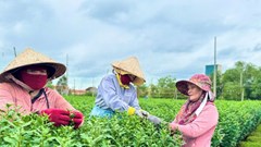 Hoa Tết vắng thương lái, nhà vườn thấp thỏm lo âu