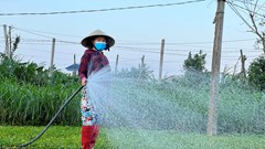 Nông dân Quảng Ngãi tích cực chăm sóc rau phục vụ Tết