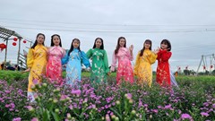 Cánh đồng hoa Nghĩa Hà sẵn sàng đón khách du Xuân