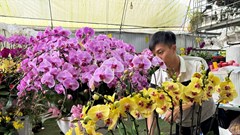 Đa dạng thị trường hoa, cây cảnh phục vụ Tết