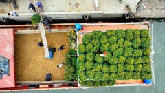 Chở Tết ra đảo Lý Sơn