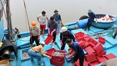 Ngư dân Quảng Ngãi hối hả cập bến phiên biển cuối năm
